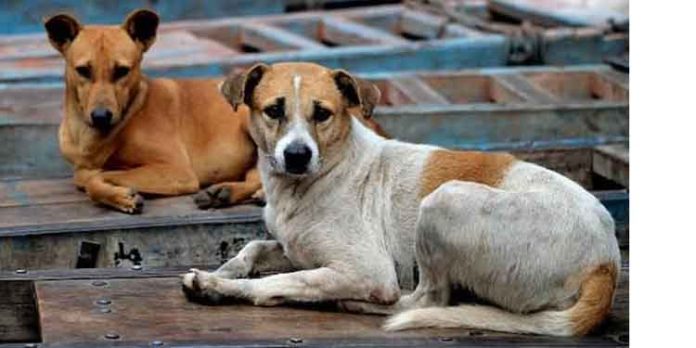 വീടുകളിലെ നായ്ക്കളില് 99 ശതമാനത്തിനും ലൈസന്സ് ഇല്ല : മൃഗ സംരക്ഷണ വകുപ്പ് വീടുകളിലെ നായ്ക്കളില് 99 ശതമാനത്തിനും ലൈസന്സ് ഇല്ല : മൃഗ സംരക്ഷണ വകുപ്പ്