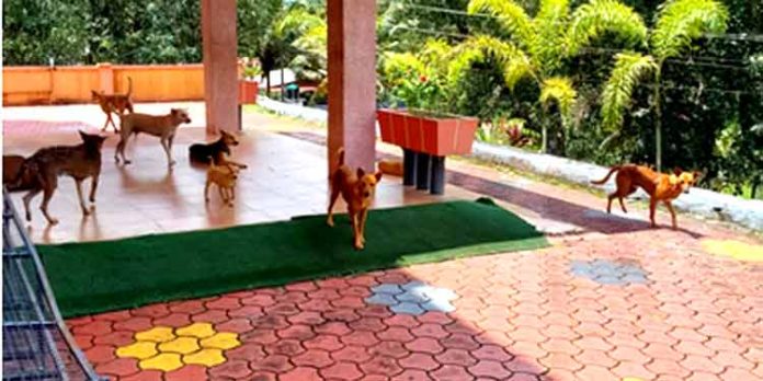 കിടങ്ങന്നൂർ മാർത്തോമ്മാ പള്ളി കയ്യടക്കി തെരുവുനായ്ക്കള് ; മൌന വ്രതവുമായി ആറന്മുള പഞ്ചായത്ത് കിടങ്ങന്നൂർ മാർത്തോമ്മാ പള്ളി കയ്യടക്കി തെരുവുനായ്ക്കള് ; മൌന വ്രതവുമായി ആറന്മുള പഞ്ചായത്ത്