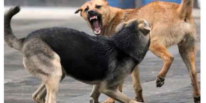പട്ടാമ്പിയില് തെരുവുനായ ആക്രമണം ; അഞ്ചുപേര്ക്ക് പരുക്ക് പട്ടാമ്പിയില് തെരുവുനായ ആക്രമണം ; അഞ്ചുപേര്ക്ക് പരുക്ക്