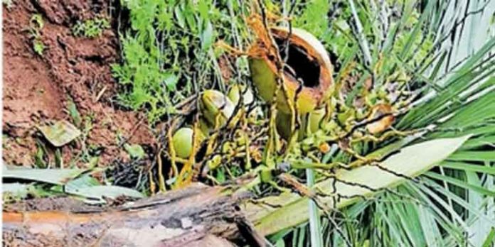 കാട്ടാന ഭീതിയില് വടശേരിക്കര നിവാസികള് കാട്ടാന ഭീതിയില് വടശേരിക്കര നിവാസികള്