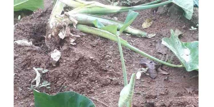 കാട്ടുപന്നികളുടെ ആക്രമണം ; വലഞ്ഞ് കര്ഷകര് കാട്ടുപന്നികളുടെ ആക്രമണം ; വലഞ്ഞ് കര്ഷകര്