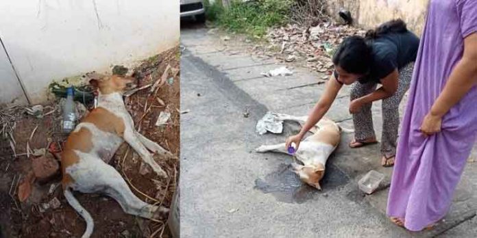 കാറിലെത്തിയ സംഘം ഭക്ഷണത്തില് വിഷം കലര്ത്തി ; കഴിച്ച നായ്ക്കള് ചത്തു കാറിലെത്തിയ സംഘം ഭക്ഷണത്തില് വിഷം കലര്ത്തി ; കഴിച്ച നായ്ക്കള് ചത്തു