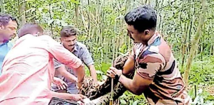 തോട്ടത്തിലെ കാട് തെളിയിച്ചപ്പോള് കണ്ടത് വമ്പന് പെരുമ്പാമ്പിനെ തോട്ടത്തിലെ കാട് തെളിയിച്ചപ്പോള് കണ്ടത് വമ്പന് പെരുമ്പാമ്പിനെ