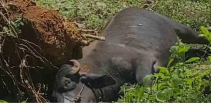 വടശ്ശേരിക്കരയിൽ കടുവ പോത്തിനെ ആക്രമിച്ചു വടശ്ശേരിക്കരയിൽ കടുവ പോത്തിനെ ആക്രമിച്ചു