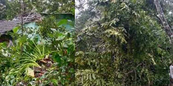 മിന്നൽ ചുഴലിയിൽ വ്യാപക നാശനഷ്ടങ്ങൾ മിന്നൽ ചുഴലിയിൽ വ്യാപക നാശനഷ്ടങ്ങൾ