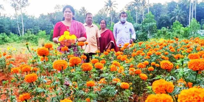 പൂ കൃഷിയുടെ വസന്തം തീര്ത്ത് തനൂജ ടീച്ചര് പൂ കൃഷിയുടെ വസന്തം തീര്ത്ത് തനൂജ ടീച്ചര്