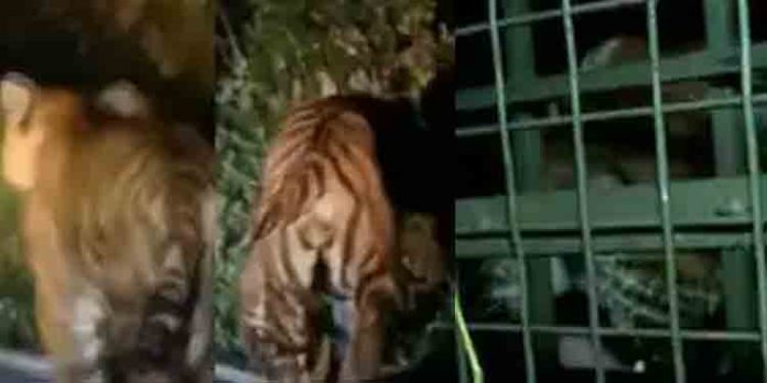 കടുവയ്ക്ക് തിമിരം ; കാട്ടിലേക്ക് തുറന്നുവിടില്ലെന്ന് വനംവകുപ്പ് കടുവയ്ക്ക് തിമിരം ; കാട്ടിലേക്ക് തുറന്നുവിടില്ലെന്ന് വനംവകുപ്പ്