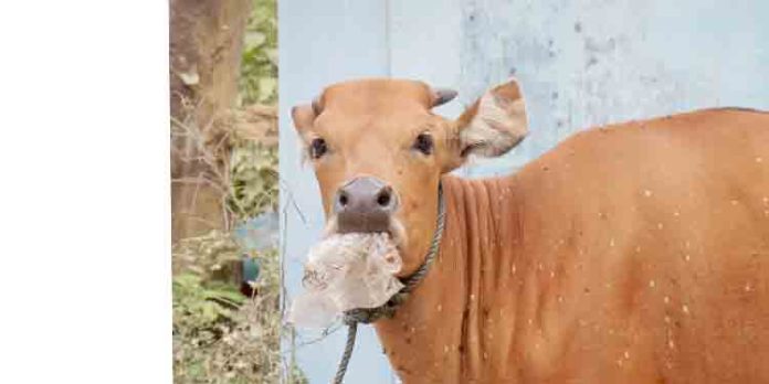 പന്തളത്ത് പശുവിന് പേവിഷബാധയെന്ന് സംശയം പന്തളത്ത് പശുവിന് പേവിഷബാധയെന്ന് സംശയം
