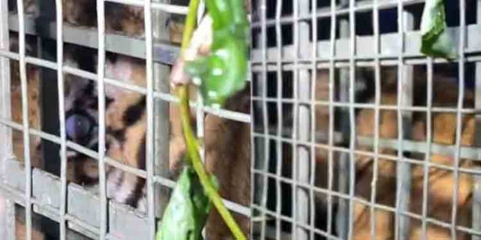 വളര്ത്തുമൃഗങ്ങളെ ആക്രമിച്ച കടുവ കെണിയില് കുടുങ്ങി വളര്ത്തുമൃഗങ്ങളെ ആക്രമിച്ച കടുവ കെണിയില് കുടുങ്ങി