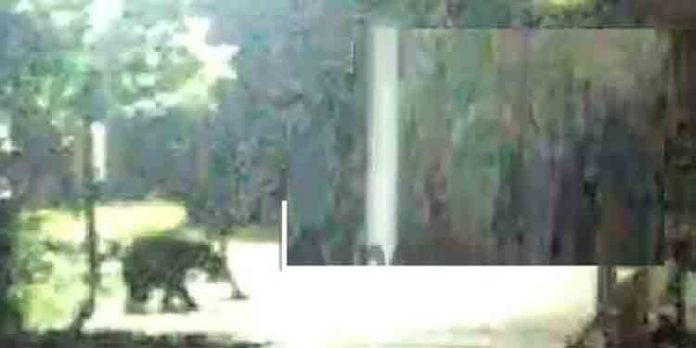 വാല്പാറയില് കരടിയുടെ ആക്രമണത്തില് തോട്ടം തൊഴിലാളിയായ യുവതിക്ക് ഗുരുതര പരുക്ക് വാല്പാറയില് കരടിയുടെ ആക്രമണത്തില് തോട്ടം തൊഴിലാളിയായ യുവതിക്ക് ഗുരുതര പരുക്ക്
