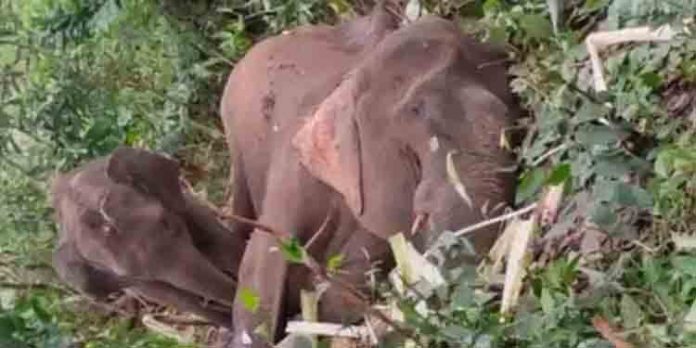 കോട്ടൂര് അഗസ്ത്യവന മേഖലയില് കാട്ടാനയെ ചരിഞ്ഞ നിലയില് കണ്ടെത്തി കോട്ടൂര് അഗസ്ത്യവന മേഖലയില് കാട്ടാനയെ ചരിഞ്ഞ നിലയില് കണ്ടെത്തി