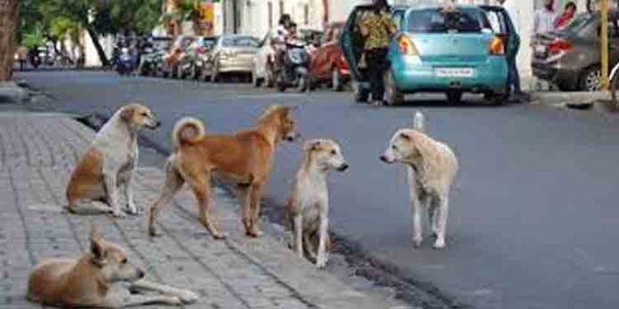 തെരുവുനായകളെ പിടിക്കാന് ആളെകിട്ടാനില്ല തെരുവുനായകളെ പിടിക്കാന് ആളെകിട്ടാനില്ല