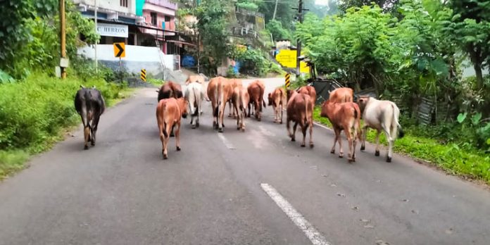 പെരുനാട് പുതുക്കടയിൽ മേയാനിറങ്ങിയ പശുക്കളെ ചത്ത നിലയിൽ കണ്ടെത്തി പെരുനാട് പുതുക്കടയിൽ മേയാനിറങ്ങിയ പശുക്കളെ ചത്ത നിലയിൽ കണ്ടെത്തി