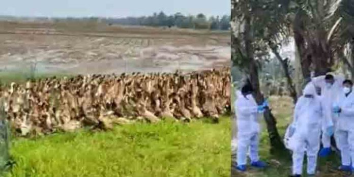 ആലപ്പുഴ ജില്ലയില് പനി ബാധിച്ച പക്ഷികളെ കൊന്നൊടുക്കും ആലപ്പുഴ ജില്ലയില് പനി ബാധിച്ച പക്ഷികളെ കൊന്നൊടുക്കും