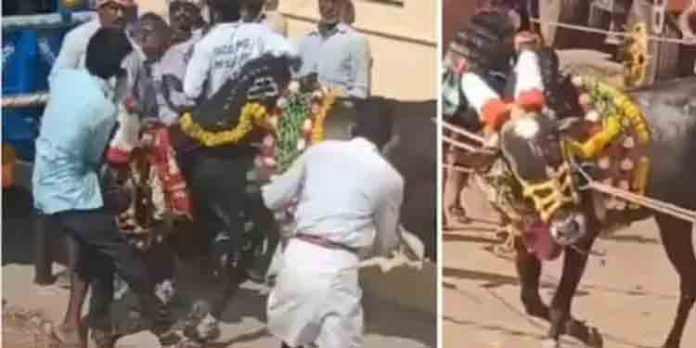 കാളയോട്ട മത്സരമായ ഹോരി ഹബ്ബയ്ക്കിടെ രണ്ട് പേര് മരണപ്പെട്ടു കാളയോട്ട മത്സരമായ ഹോരി ഹബ്ബയ്ക്കിടെ രണ്ട് പേര് മരണപ്പെട്ടു