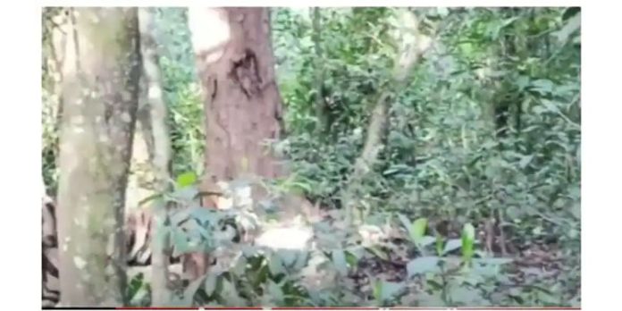 പെരിയാര് സങ്കേതത്തിലെ തടാകത്തില് കടുവയുടെ ജഡം ; നാളെ പോസ്റ്റുമോര്ട്ടം പെരിയാര് സങ്കേതത്തിലെ തടാകത്തില് കടുവയുടെ ജഡം ; നാളെ പോസ്റ്റുമോര്ട്ടം
