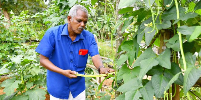 വിദ്യാധരപണിക്കരുടെ കൃഷിത്തോട്ടത്തിലുണ്ട് വിഷമില്ലാത്ത നാടന് പച്ചക്കറികള് വിദ്യാധരപണിക്കരുടെ കൃഷിത്തോട്ടത്തിലുണ്ട് വിഷമില്ലാത്ത നാടന് പച്ചക്കറികള്