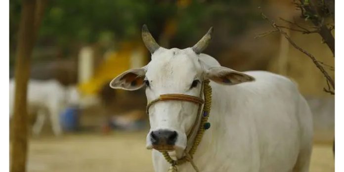 തൃശൂരിൽ പേവിഷബാധ ലക്ഷണങ്ങൾ പ്രകടിപ്പിച്ച പശു ചത്ത നിലയിൽ തൃശൂരിൽ പേവിഷബാധ ലക്ഷണങ്ങൾ പ്രകടിപ്പിച്ച പശു ചത്ത നിലയിൽ