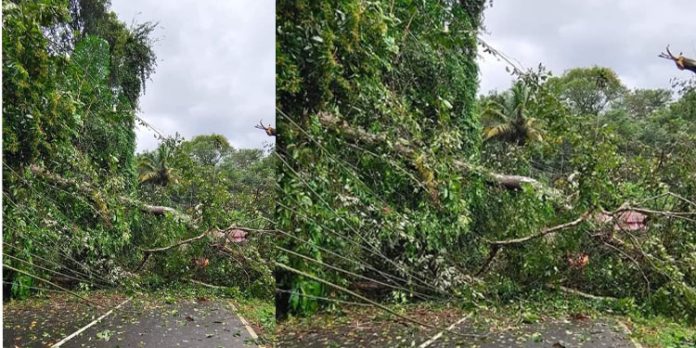 റോഡിലേക്ക് മരം വീണ് മണിക്കൂറുകളോളം ഗതാഗതം തടസ്സപ്പെട്ടു റോഡിലേക്ക് മരം വീണ് മണിക്കൂറുകളോളം ഗതാഗതം തടസ്സപ്പെട്ടു