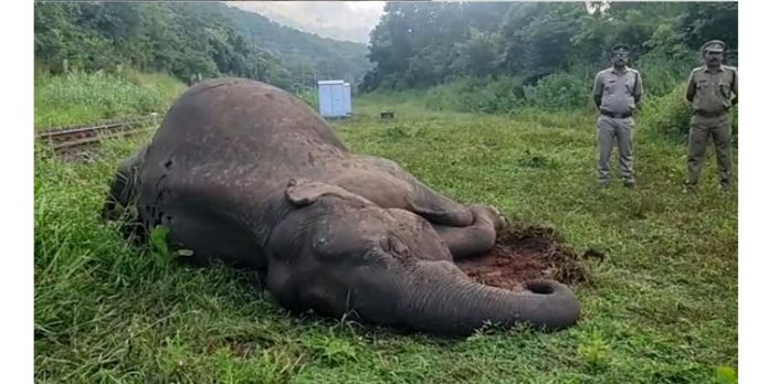 കഞ്ചിക്കോട് ട്രെയിനിടിച്ച് കാട്ടാന ചരിഞ്ഞു ; സ്ഥലത്തിന് സമീപത്ത് നിന്ന് മാറാതെ കാട്ടാനക്കൂട്ടം കഞ്ചിക്കോട് ട്രെയിനിടിച്ച് കാട്ടാന ചരിഞ്ഞു ; സ്ഥലത്തിന് സമീപത്ത് നിന്ന് മാറാതെ കാട്ടാനക്കൂട്ടം