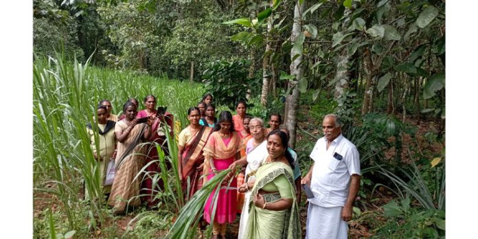 പുൽകൃഷി വിളവെടുപ്പ് നടത്തി പുൽകൃഷി വിളവെടുപ്പ് നടത്തി