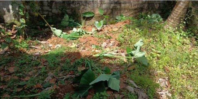 കാട്ടുപന്നിയുടെ ശല്യം രൂക്ഷമാകുന്നു കാട്ടുപന്നിയുടെ ശല്യം രൂക്ഷമാകുന്നു