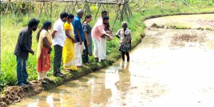 പന്തളം തെക്കേക്കര കണ്ണാടി വയലില് നെല് കൃഷിക്ക് തുടക്കമായി പന്തളം തെക്കേക്കര കണ്ണാടി വയലില് നെല് കൃഷിക്ക് തുടക്കമായി