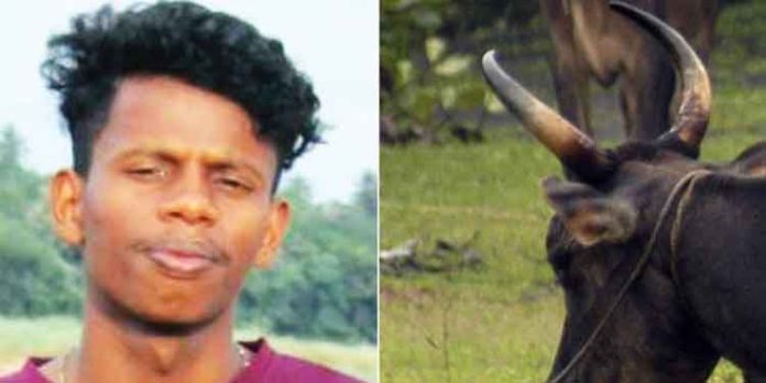 ബൈക്കിടിച്ച് വീണ പശുവിന്റെ കൊമ്പ് തുളഞ്ഞു കയറി യുവാവ് മരിച്ചു ബൈക്കിടിച്ച് വീണ പശുവിന്റെ കൊമ്പ് തുളഞ്ഞു കയറി യുവാവ് മരിച്ചു