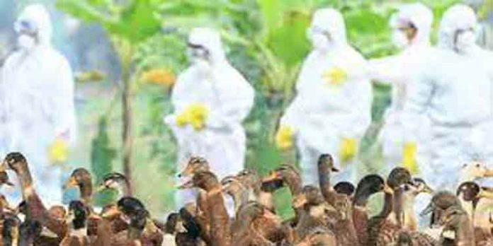പക്ഷിപ്പനി: തിങ്കളാഴ്ച മുതൽ പക്ഷികളെ കൊന്നൊടുക്കാൻ തീരുമാനം പക്ഷിപ്പനി: തിങ്കളാഴ്ച മുതൽ പക്ഷികളെ കൊന്നൊടുക്കാൻ തീരുമാനം