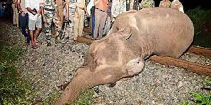 ട്രെയിൻ തട്ടി കാട്ടാന ചരിഞ്ഞ സംഭവത്തിൽ ലോക്കോ പൈലറ്റിനെതിരെ കേസെടുത്തു ട്രെയിൻ തട്ടി കാട്ടാന ചരിഞ്ഞ സംഭവത്തിൽ ലോക്കോ പൈലറ്റിനെതിരെ കേസെടുത്തു