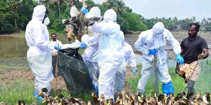 പക്ഷിപ്പനി ; താറാവുകളെ കൊന്നു നശിപ്പിക്കുന്ന നടപടികള് ആരംഭിച്ചു പക്ഷിപ്പനി ; താറാവുകളെ കൊന്നു നശിപ്പിക്കുന്ന നടപടികള് ആരംഭിച്ചു