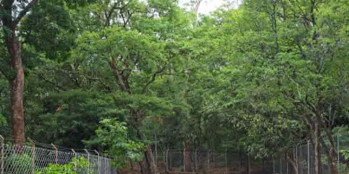 മറയൂരില് നടന്ന ചന്ദന ലേലത്തില് 43 കോടി 50 ലക്ഷത്തിന്റെ വില്പന മറയൂരില് നടന്ന ചന്ദന ലേലത്തില് 43 കോടി 50 ലക്ഷത്തിന്റെ വില്പന