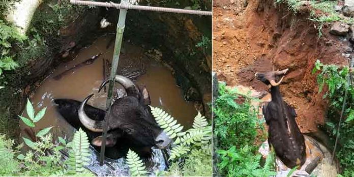 കോന്നിയില് കിണറ്റിൽ വീണ കാട്ടുപോത്തിനെ രക്ഷപെടുത്തി കോന്നിയില് കിണറ്റിൽ വീണ കാട്ടുപോത്തിനെ രക്ഷപെടുത്തി