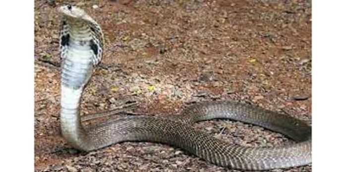 പ്രതിയെ പിടികൂടാന് ശ്രമിക്കുന്നതിനിടെ പോലീസുകാരന് പാമ്പ് കടിയേറ്റു പ്രതിയെ പിടികൂടാന് ശ്രമിക്കുന്നതിനിടെ പോലീസുകാരന് പാമ്പ് കടിയേറ്റു