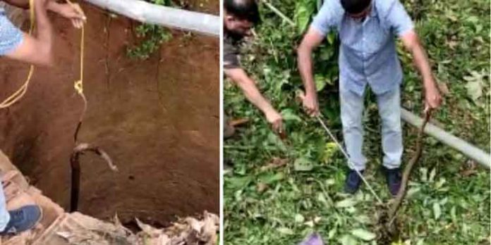ക്ഷേത്ര പരിസരത്തുള്ള കിണറ്റില് നിന്ന് ഏഴടി നീളമുള്ള മൂര്ഖനെ പിടികൂടി ക്ഷേത്ര പരിസരത്തുള്ള കിണറ്റില് നിന്ന് ഏഴടി നീളമുള്ള മൂര്ഖനെ പിടികൂടി