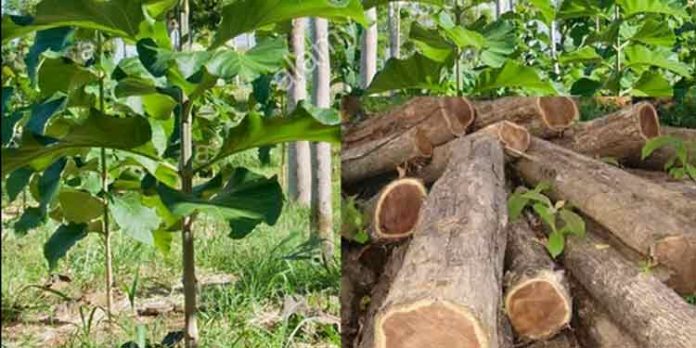കോന്നി ഫോറസ്റ്റ് ഡിവിഷൻ പരിധിയിൽ വാച്ചർമാരായി നിയമിച്ചത് വനം വകുപ്പ് കേസുകളിൽ പെട്ടവരെന്ന് ആരോപണം കോന്നി ഫോറസ്റ്റ് ഡിവിഷൻ പരിധിയിൽ വാച്ചർമാരായി നിയമിച്ചത് വനം വകുപ്പ് കേസുകളിൽ പെട്ടവരെന്ന് ആരോപണം