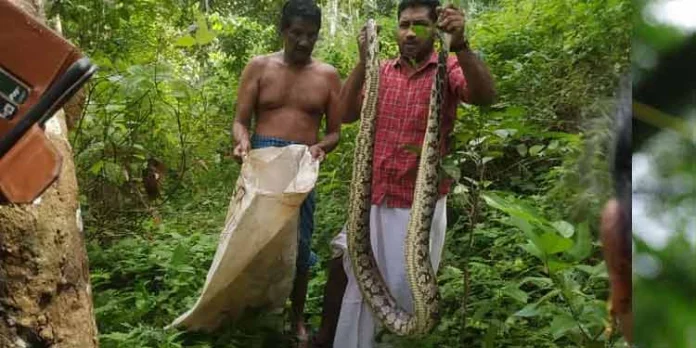 പെരുമ്പാമ്പിനെ പിടികൂടി പെരുമ്പാമ്പിനെ പിടികൂടി