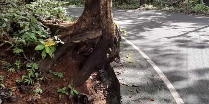 അപകട ഭീഷണിയുയർത്തി റോഡരുകിലെ തേക്ക് മരം അപകട ഭീഷണിയുയർത്തി റോഡരുകിലെ തേക്ക് മരം