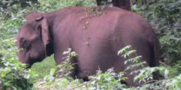 കാട്ടനകൂട്ടo എസ്റ്റേറ്റിൽ തമ്പടിച്ചു ; പുറത്തിറങ്ങാനാവാതെ തൊഴിലാളികുടുംബങ്ങള് കാട്ടനകൂട്ടo എസ്റ്റേറ്റിൽ തമ്പടിച്ചു ; പുറത്തിറങ്ങാനാവാതെ തൊഴിലാളികുടുംബങ്ങള്