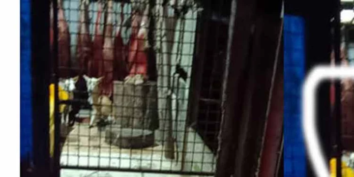 തെരുവുനായ്ക്കൾ കടിച്ച മാംസം കോടാലിയിലെ മാംസ വിൽപ്പന ശാലകളിൽ വില്ക്കുന്നു തെരുവുനായ്ക്കൾ കടിച്ച മാംസം കോടാലിയിലെ മാംസ വിൽപ്പന ശാലകളിൽ വില്ക്കുന്നു