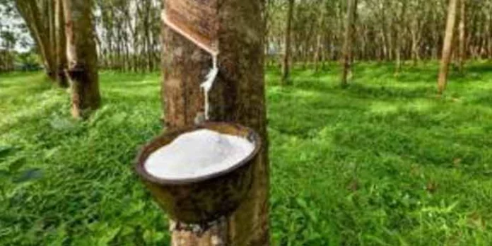 റബര് പ്രതിസന്ധി : രാഷ്ട്രീയ കിസാന് മഹാസംഘ് പ്രക്ഷോഭത്തിലേയ്ക്ക് റബര് പ്രതിസന്ധി : രാഷ്ട്രീയ കിസാന് മഹാസംഘ് പ്രക്ഷോഭത്തിലേയ്ക്ക്