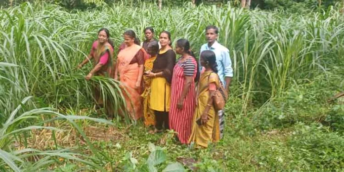 പുൽകൃഷിയുടെ വിളവെടുപ്പ് നടത്തി പുൽകൃഷിയുടെ വിളവെടുപ്പ് നടത്തി