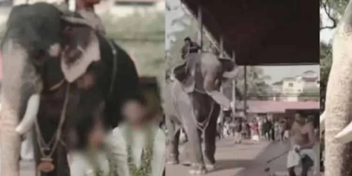 ഗുരുവായൂരില് വിവാഹ ഫോട്ടോ ഷൂട്ടിനിടെ ആനയിടഞ്ഞു ; പാപ്പാന് രക്ഷപെട്ടത് തലനാരിഴയ്ക്ക് ഗുരുവായൂരില് വിവാഹ ഫോട്ടോ ഷൂട്ടിനിടെ ആനയിടഞ്ഞു ; പാപ്പാന് രക്ഷപെട്ടത് തലനാരിഴയ്ക്ക്