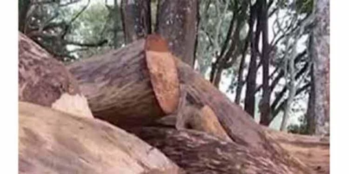 വനം വകുപ്പ് ഓഫീസ് കെട്ടിടങ്ങൾ നിർമ്മിക്കാൻ മുറിക്കുന്നത് 25 മരങ്ങൾ ; പ്രതിഷേധം വനം വകുപ്പ് ഓഫീസ് കെട്ടിടങ്ങൾ നിർമ്മിക്കാൻ മുറിക്കുന്നത് 25 മരങ്ങൾ ; പ്രതിഷേധം