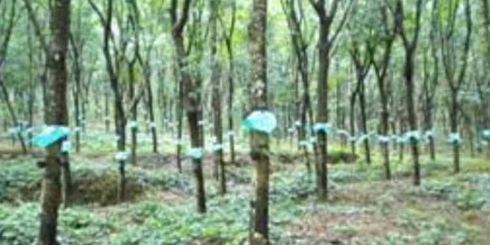 വിമാനത്താവള പദ്ധതി കൊടുമൺ പ്ലാന്റേഷനിൽ വേണo : ആക്ഷൻ കൗൺസിൽ വിമാനത്താവള പദ്ധതി കൊടുമൺ പ്ലാന്റേഷനിൽ വേണo : ആക്ഷൻ കൗൺസിൽ