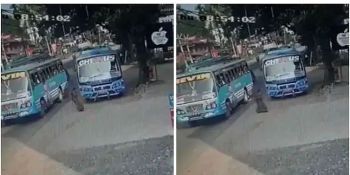 സ്വകാര്യ ബസുകളുടെ മത്സരയോട്ടത്തിനിടെ യാത്രക്കാരി അപകടത്തില് നിന്ന് രക്ഷപ്പെട്ടത് തലനാരിഴയ്ക്ക് സ്വകാര്യ ബസുകളുടെ മത്സരയോട്ടത്തിനിടെ യാത്രക്കാരി അപകടത്തില് നിന്ന് രക്ഷപ്പെട്ടത് തലനാരിഴയ്ക്ക്