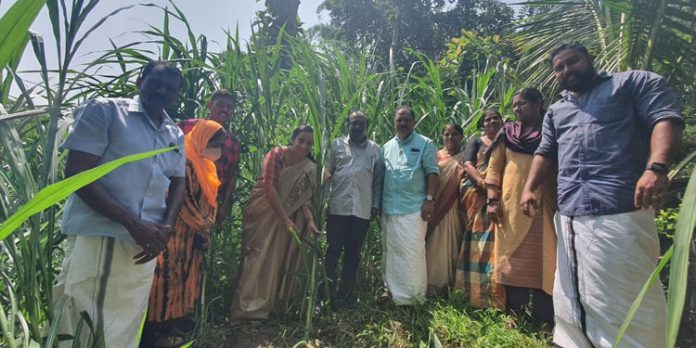 തീറ്റപ്പുൽ കൃഷിയുടെ വിളവെടുപ്പ് നടന്നു തീറ്റപ്പുൽ കൃഷിയുടെ വിളവെടുപ്പ് നടന്നു