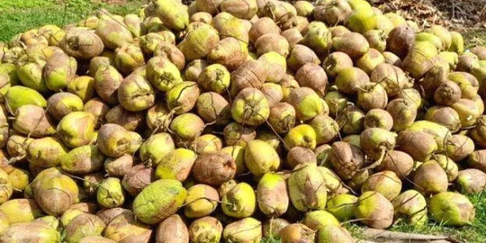 വിലതകർച്ചയ്ക്കൊപ്പം സംഭരണം കൂടി പാളി ; പ്രതിസന്ധിയിൽ നാളികേര കർഷകർ വിലതകർച്ചയ്ക്കൊപ്പം സംഭരണം കൂടി പാളി ; പ്രതിസന്ധിയിൽ നാളികേര കർഷകർ
