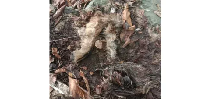കലഞ്ഞൂർ കുടപ്പാറയിൽ പുലി ആടിനെ കൊന്നു കലഞ്ഞൂർ കുടപ്പാറയിൽ പുലി ആടിനെ കൊന്നു