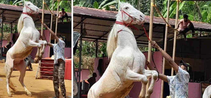 ജില്ലയിലെ ആദ്യത്തെ കുതിര സവാരി പരിശീലന കേന്ദ്രത്തിന് വകയാർ മ്ലാന്തടത്തിൽ തുടക്കമായി ജില്ലയിലെ ആദ്യത്തെ കുതിര സവാരി പരിശീലന കേന്ദ്രത്തിന് വകയാർ മ്ലാന്തടത്തിൽ തുടക്കമായി